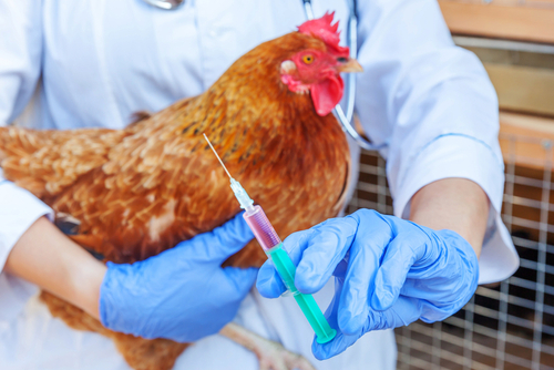 Chicken receiving a vaccine