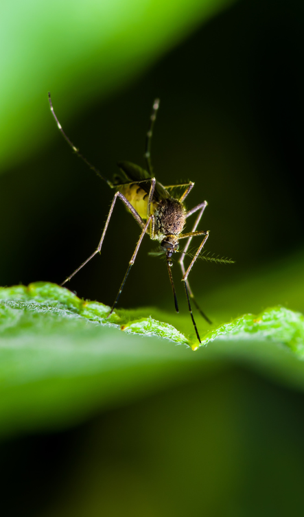 Mosquito on green background
