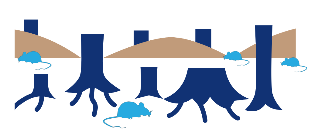 Mice in a deforested area