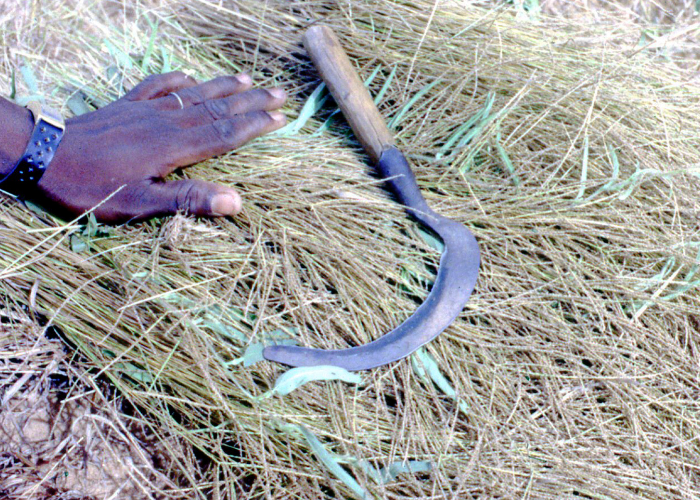 Crop yields in Burkina Faso