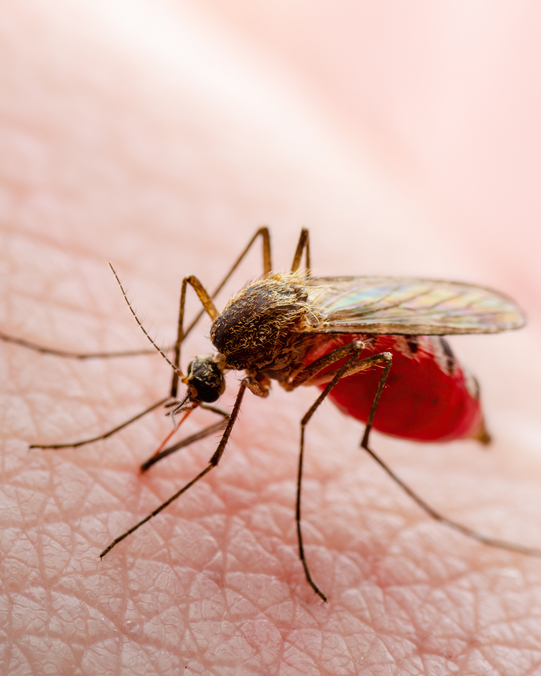 Preventing Malaria in India
