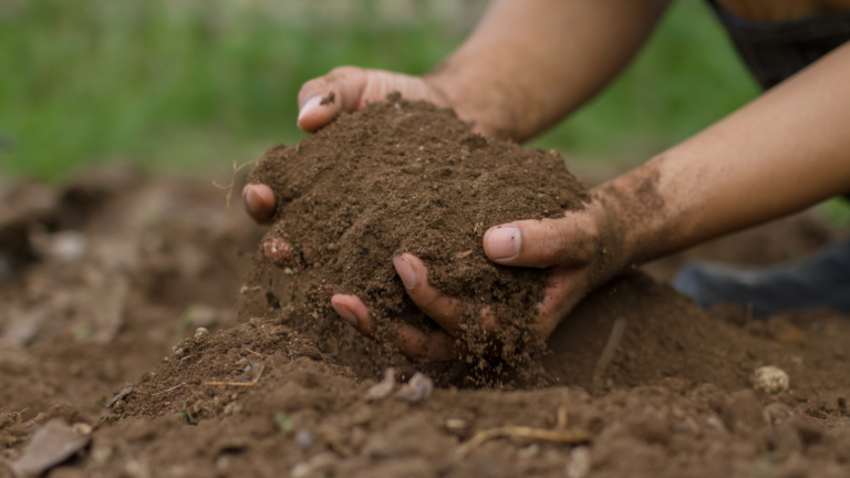 Hands holding soil